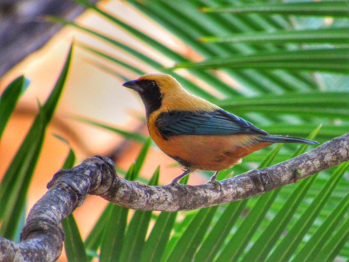 Pousada Anaue Cipo Serra do Cipo National Park Ngoại thất bức ảnh