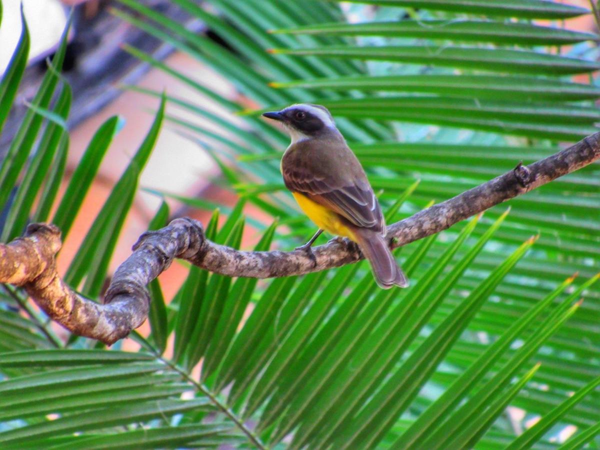 Pousada Anaue Cipo Serra do Cipo National Park Ngoại thất bức ảnh